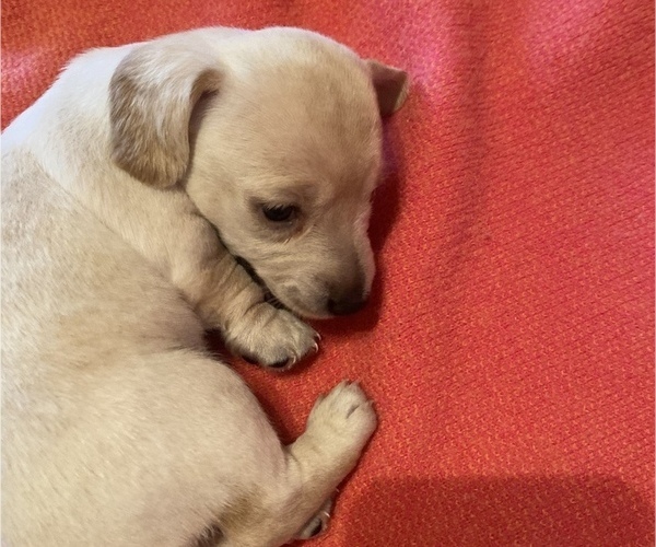 Medium Photo #7 Dachshund Puppy For Sale in DENHAM SPRINGS, LA, USA