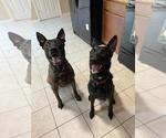 Small Photo #1 Dutch Shepherd Dog Puppy For Sale in SALEM, VA, USA