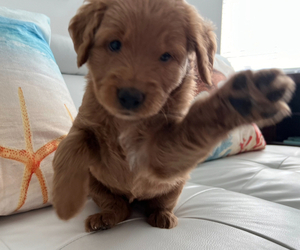 Goldendoodle Puppy for sale in LAKEWOOD RANCH, FL, USA