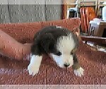 Small Photo #3 Australian Shepherd Puppy For Sale in AUBURN, IN, USA
