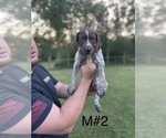 Small Photo #1 German Shorthaired Pointer Puppy For Sale in ARGONNE, WI, USA