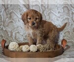Small Photo #2 Cocker Spaniel-Poodle (Miniature) Mix Puppy For Sale in FREDERICKSBG, OH, USA