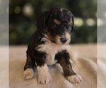 Small #1 Bernedoodle (Miniature)