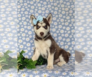 Siberian Husky Puppy for sale in QUARRYVILLE, PA, USA