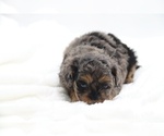 Small #24 Cockapoo