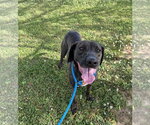 Small Photo #4 Pointer-Unknown Mix Puppy For Sale in Monticello, MS, USA