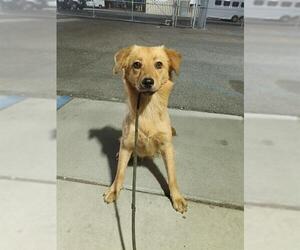 German Shepherd Dog-Unknown Mix Dogs for adoption in Downey, CA, USA