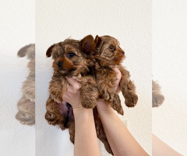 Medium Photo #5 Yorkshire Terrier Puppy For Sale in ROCKLIN, CA, USA