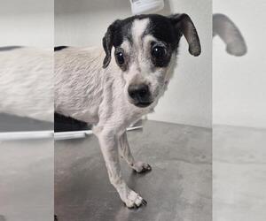 Chihuahua Dogs for adoption in Bakersfield, CA, USA