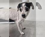 Small Chihuahua