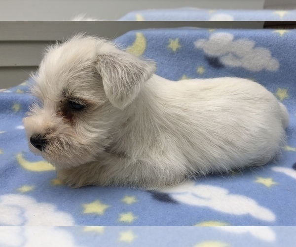 Medium Photo #8 Schnauzer (Miniature) Puppy For Sale in GOSHEN, IN, USA
