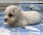 Small Photo #8 Schnauzer (Miniature) Puppy For Sale in GOSHEN, IN, USA