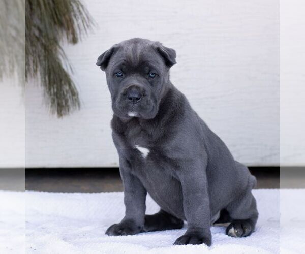 Medium Photo #2 Cane Corso Puppy For Sale in HONEY BROOK, PA, USA