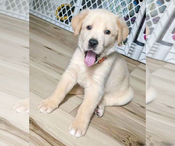 Medium Photo #3 Golden Retriever-Huskies  Mix Puppy For Sale in Corona, CA, USA