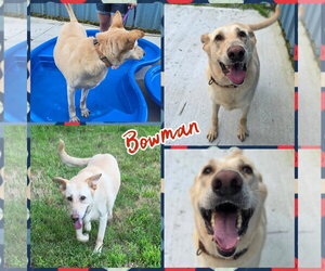 Bowman - Male German Shepherd Dog Dog for Adoption - Photo #2