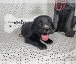 Small Photo #16 Golden Mountain Dog Puppy For Sale in BLACK FOREST, CO, USA