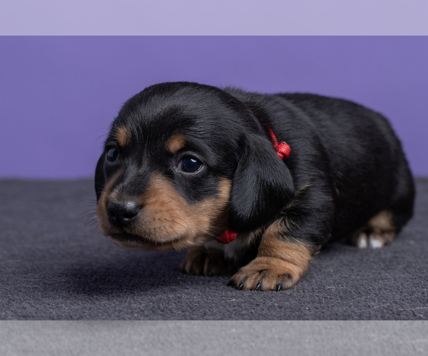 Medium Photo #20 Dachshund Puppy For Sale in CROWLEY, TX, USA