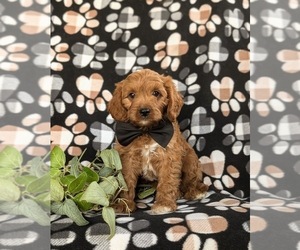 Cavapoo Puppy for sale in QUARRYVILLE, PA, USA