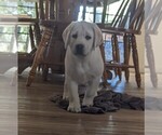 Small Photo #4 Labrador Retriever Puppy For Sale in COARSEGOLD, CA, USA