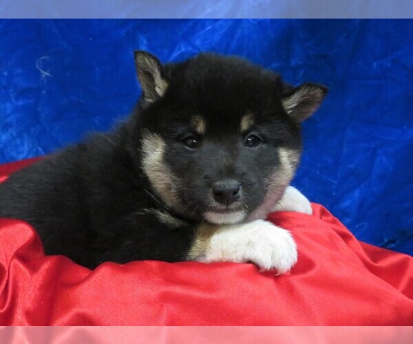 Medium Photo #7 Shiba Inu Puppy For Sale in NORWOOD, MO, USA
