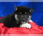 Small Photo #7 Shiba Inu Puppy For Sale in NORWOOD, MO, USA