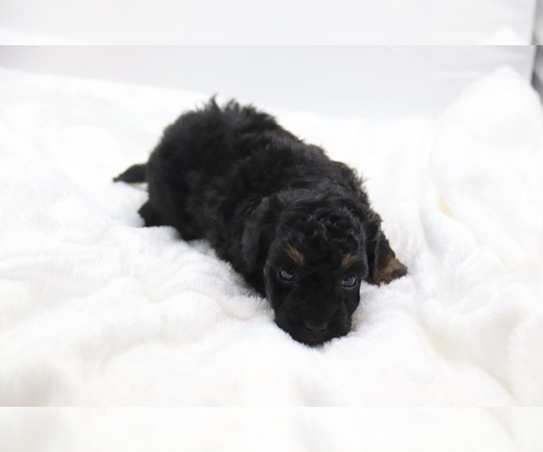 Medium Photo #30 Cockapoo Puppy For Sale in RIPLEY, TN, USA