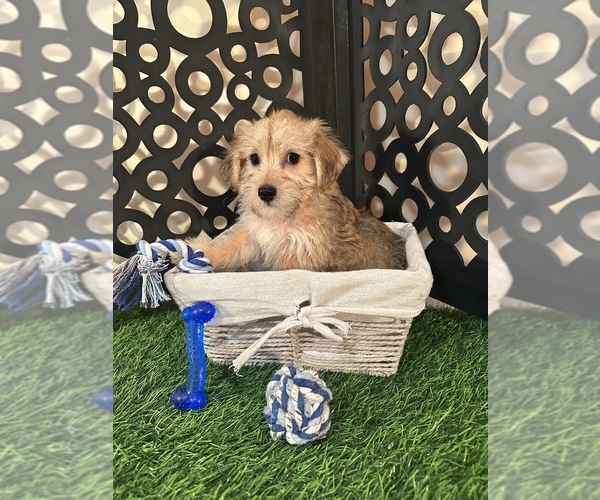 Medium Photo #3 Yo-Chon Puppy For Sale in MOUNT VERNON, OH, USA