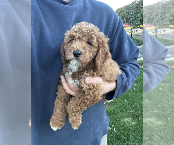 Medium Photo #2 Goldendoodle (Miniature) Puppy For Sale in MILWAUKEE, WI, USA