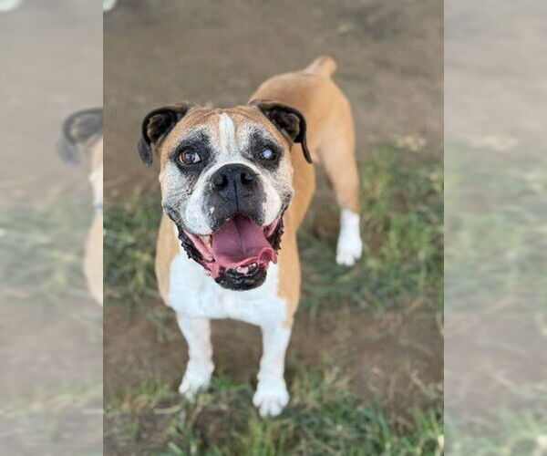 Medium Photo #2 Boxer Puppy For Sale in Riverside, CA, USA