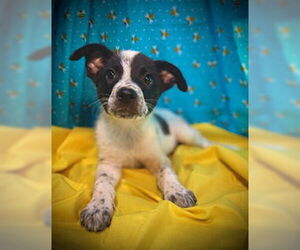 Mutt Dogs for adoption in Pleasanton, TX, USA