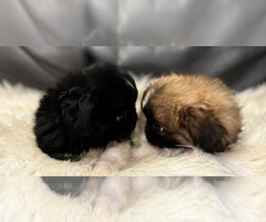 Pekingese Puppy for Sale in RIPLEY, Mississippi USA