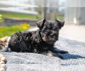 Medium Schnauzer (Miniature)