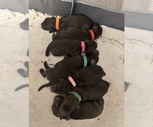 Boykin Spaniel Puppy for sale in CLEARWATER, FL, USA