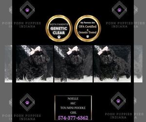 Poodle (Miniature) Puppy for sale in WARSAW, IN, USA