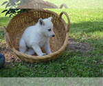 Small #5 German Shepherd Dog