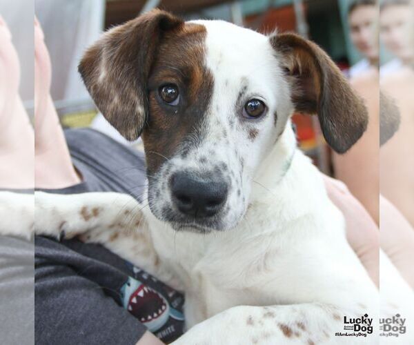 Medium Photo #3 Labrador Retriever-Unknown Mix Puppy For Sale in Washington, DC, USA