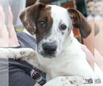 Small #2 Labrador Retriever Mix