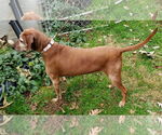 Small #4 Redbone Coonhound Mix