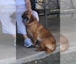 Small #5 Basset Retriever