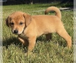 Puppy Sweetie Beagle-Shiba Inu Mix