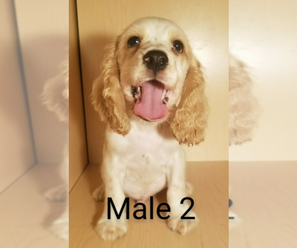 Medium Photo #2 Cocker Spaniel Puppy For Sale in SAN DIEGO, CA, USA