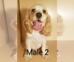 Small Photo #2 Cocker Spaniel Puppy For Sale in SAN DIEGO, CA, USA