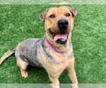 Small Chinese Shar-Pei Mix