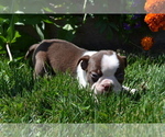 Puppy Cocoa Boston Terrier