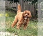 Small #2 Cavapoo (Miniature)