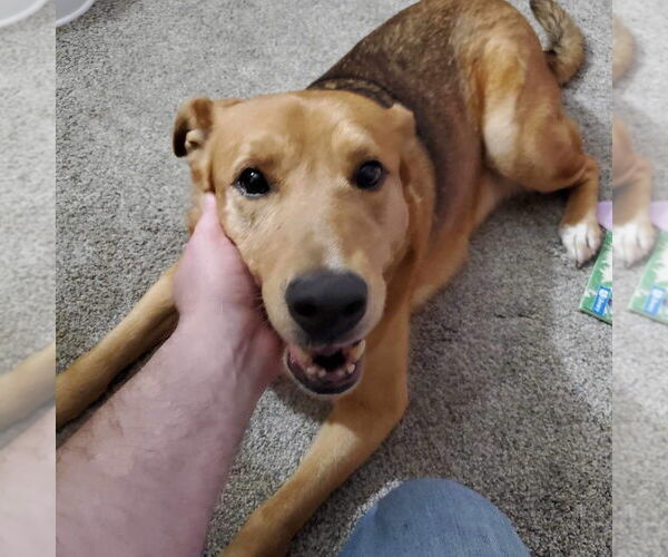 Medium Photo #2 Mutt Puppy For Sale in Springdale, PA, USA