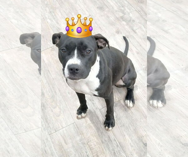 Medium Photo #6 Mutt Puppy For Sale in Murfreesboro, NC, USA