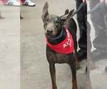 Small Photo #2 Doberman Pinscher Puppy For Sale in Buffalo, MN, USA