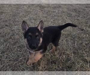 German Shepherd Dog Puppy for sale in JONESTOWN, PA, USA