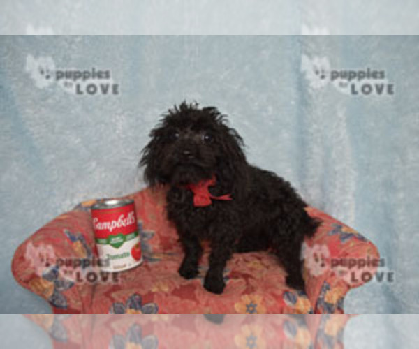 Medium Photo #3 Poodle (Toy) Puppy For Sale in SANGER, TX, USA